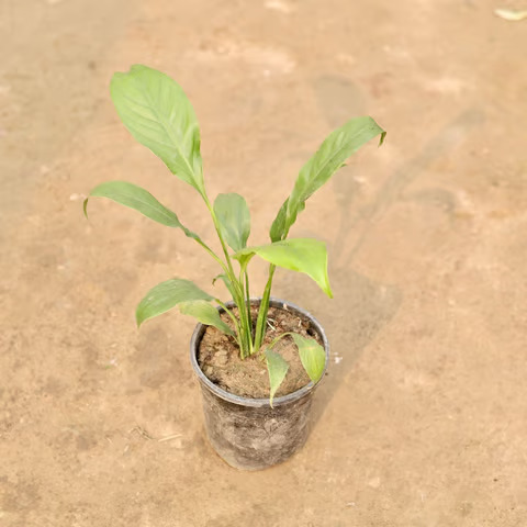 peace plant